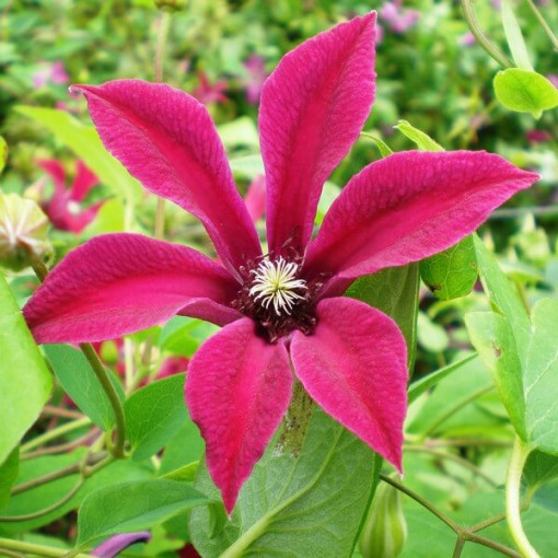 Clematis Gravetye Beauty (botanický) 4L nádoba