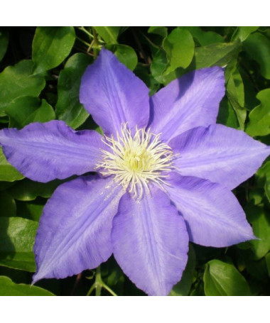 Clematis Lasurstern (velkokvětý) 2L květináč