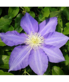 Clematis Lasurstern (velkokvětý) 2L květináč