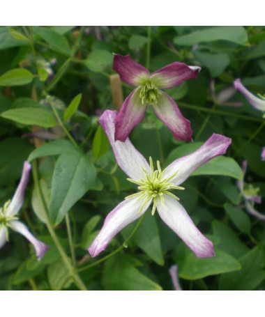 Clematis Rubromarginata (botanický) 2L květináč