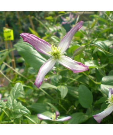 Clematis Rubromarginata (botanický) 2L květináč