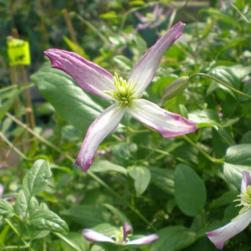 Clematis Rubromarginata (botanický) 2L květináč