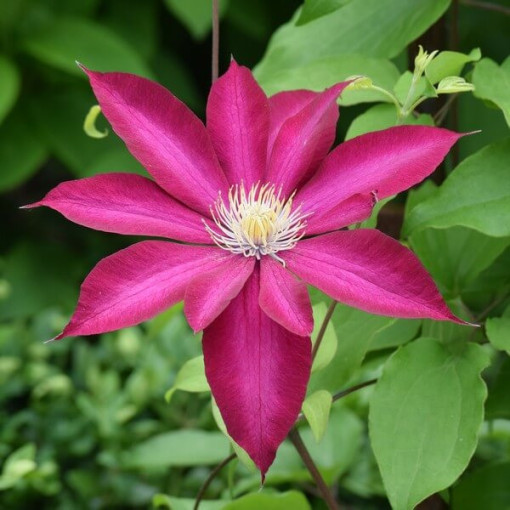 Clematis 'Kakio Pink Champagne' 2L květináč
