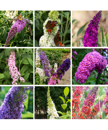 Sada 3 kusy - Buddleia v 2L nádobě