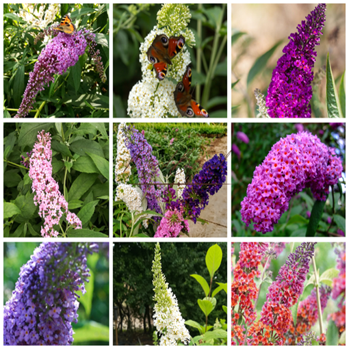 Sada 3 kusy - Buddleia v 2L nádobě