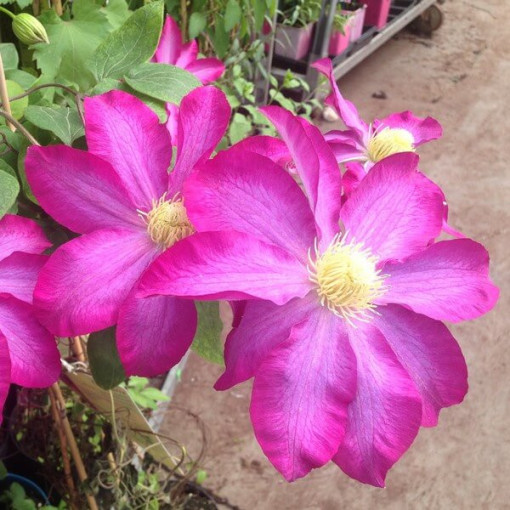 Clematis 'Kakio Pink Champagne' 2L květináč