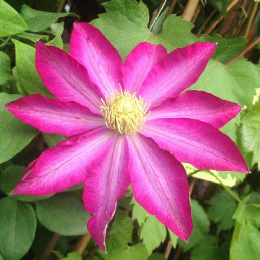 Clematis 'Kakio Pink Champagne' 2L květináč