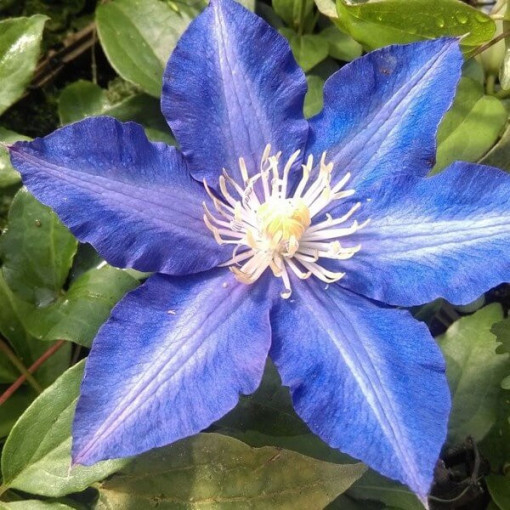 Clematis Rhapsody, 2L květináč