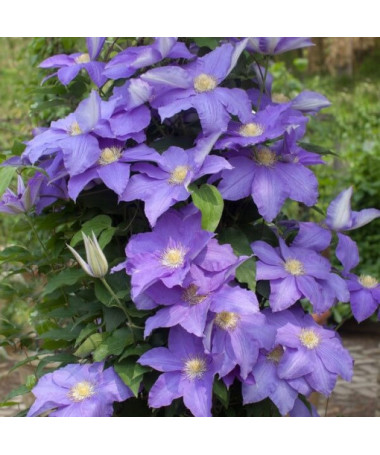Clematis Rhapsody, 2L květináč