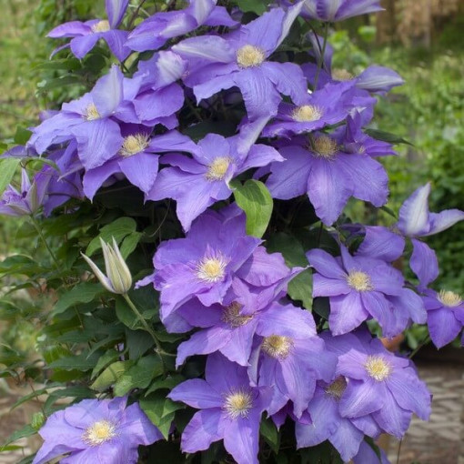 Clematis Rhapsody, 2L květináč