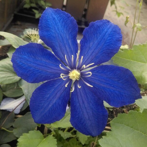 Clematis Rhapsody, 2L květináč