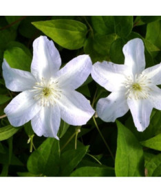Clematis Yukikomachi (velkokvětý), 2L květináč