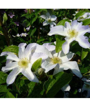 Clematis Yukikomachi (velkokvětý), 2L květináč