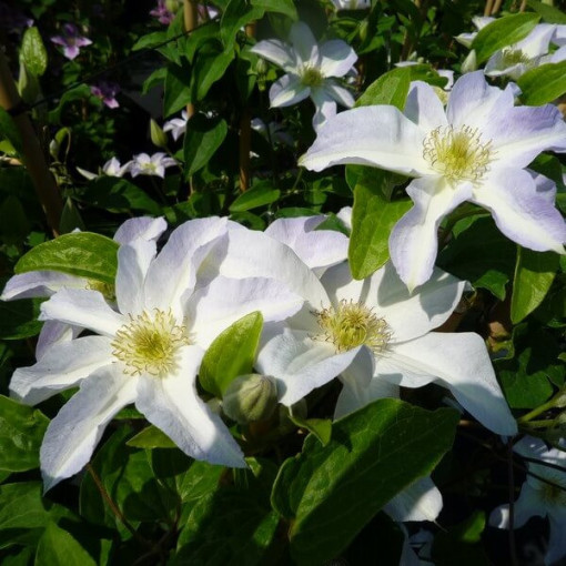Clematis Yukikomachi (velkokvětý), 2L květináč