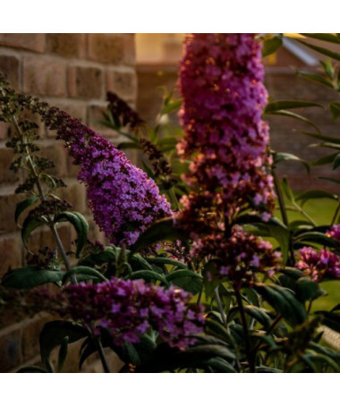 Sada 3 kusy - Buddleia v 2L nádobě