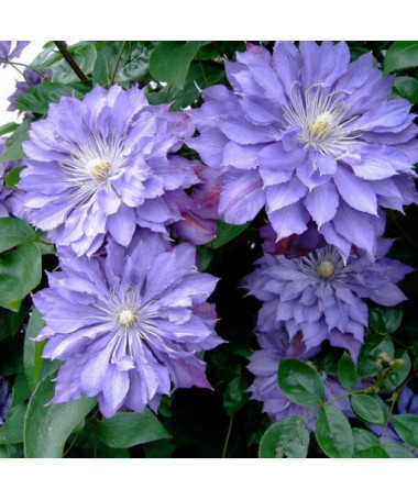 Clematis Teshio (velkokvětý) PLNÝ 2L nádoba