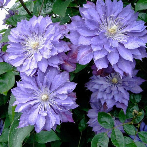 Clematis Teshio (velkokvětý) PLNÝ 2L nádoba