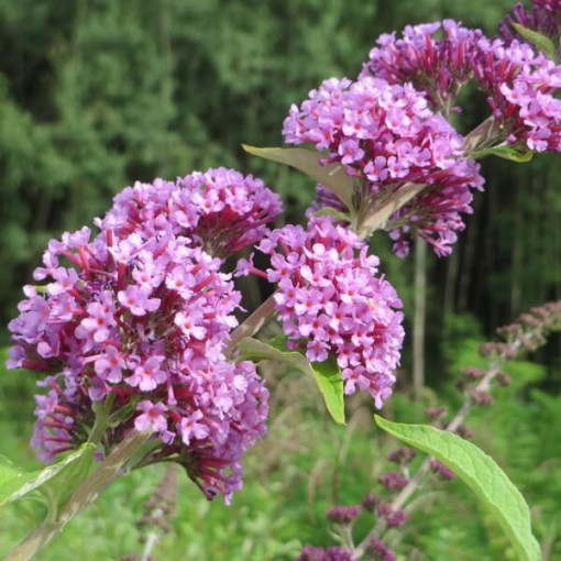 Sada 3 kusy - Buddleia v 2L nádobě