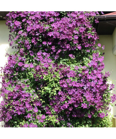 Clematis Polish Spirit, nádoba 2l