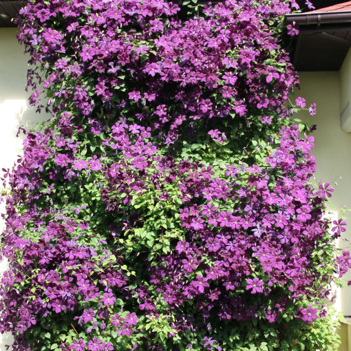 Clematis Polish Spirit, nádoba 2l