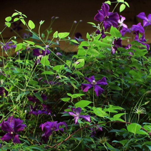 Clematis Polish Spirit, nádoba 2l