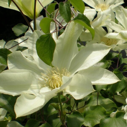 Clematis Moonlight (syn. Yellow Queen), nádoba 2l