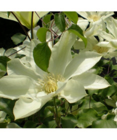 Clematis Moonlight (syn. Yellow Queen), nádoba 2l