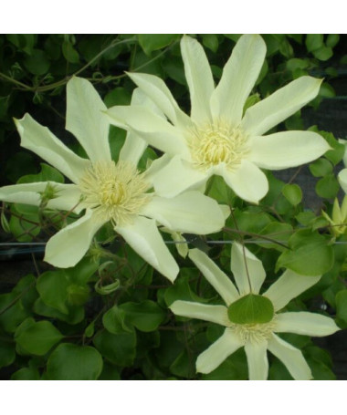 Clematis Moonlight (syn. Yellow Queen), nádoba 2l