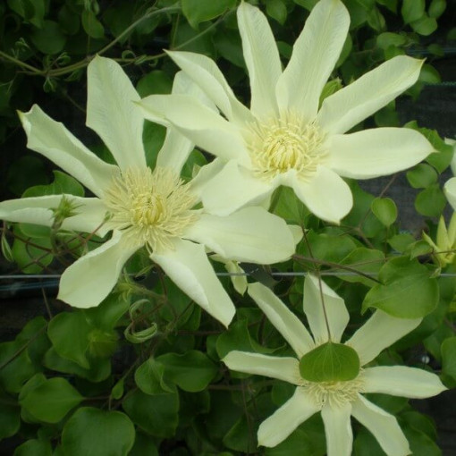 Clematis Moonlight (syn. Yellow Queen), nádoba 2l