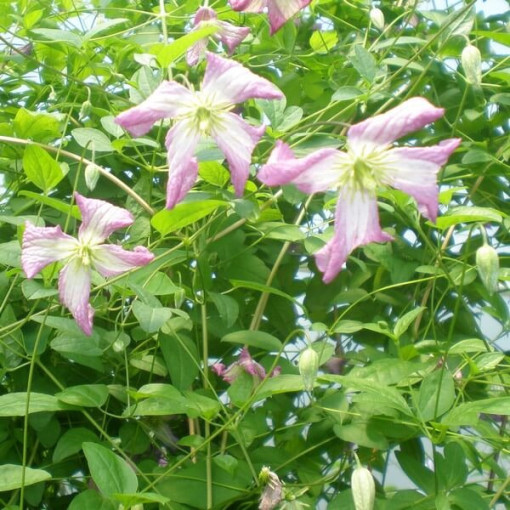 Clematis MINUET (viticella), nádoba 2L