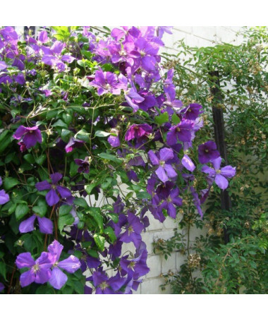Clematis Jackmanii (velkokvětý) 2L květináč
