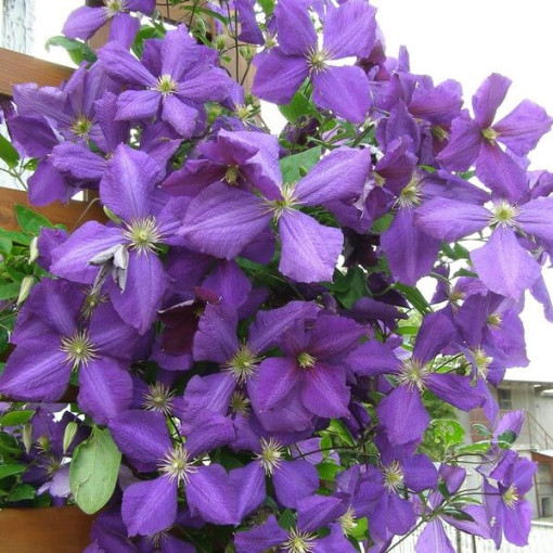 Clematis Jackmanii (velkokvětý) 2L květináč