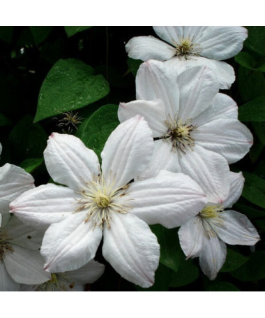 Clematis Henryi (velkokvětý) kontejner. 2L
