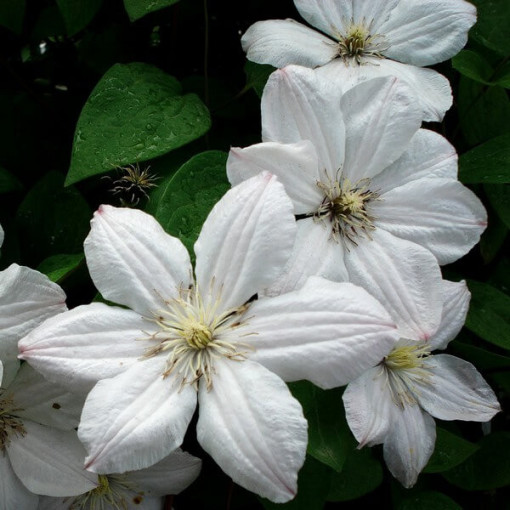 Clematis Henryi (velkokvětý) kontejner. 2L