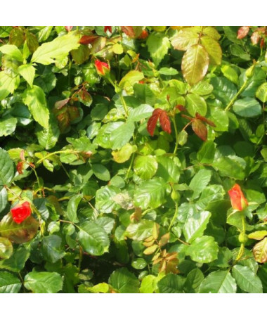 Popínavá růže 'Westerland', 2L květináč