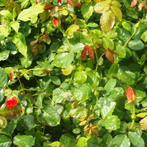 Popínavá růže 'Westerland', 2L květináč