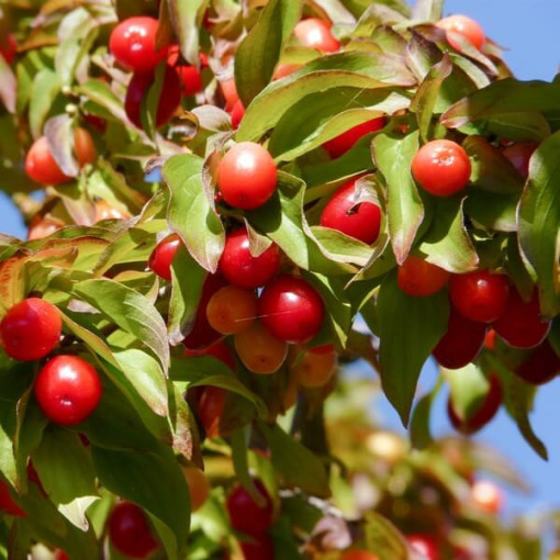 Jidelný dřišťál P9/C1