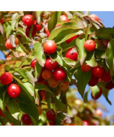 Jidelný dřišťál P9/C1