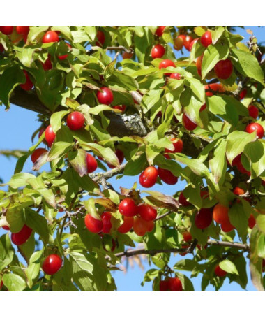 Jidelný dřišťál P9/C1