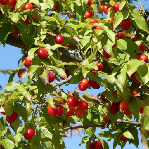 Jidelný dřišťál P9/C1