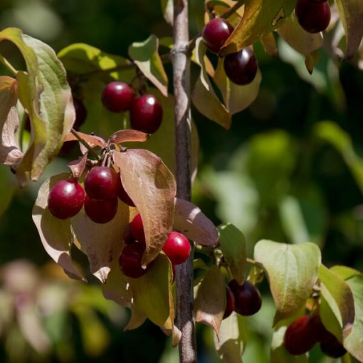 Jidelný dřišťál P9/C1