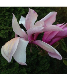 Magnolie 'Galaxy' kontejner. 2L