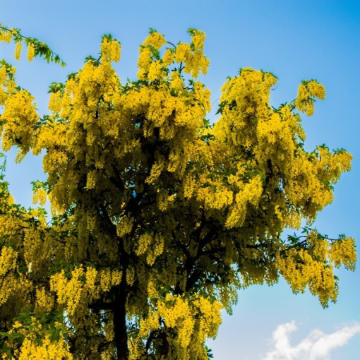 Obyčejný zlatý déšť, květináč, 2L