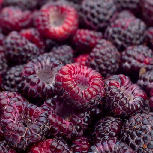 Purpurová malina Brandywine P9/C1