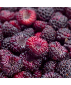 Purpurová malina Brandywine P9/C1