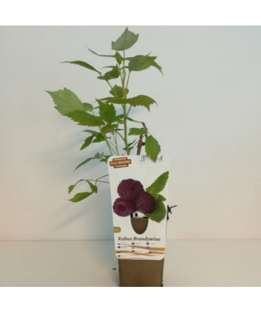 Purpurová malina Brandywine P9/C1