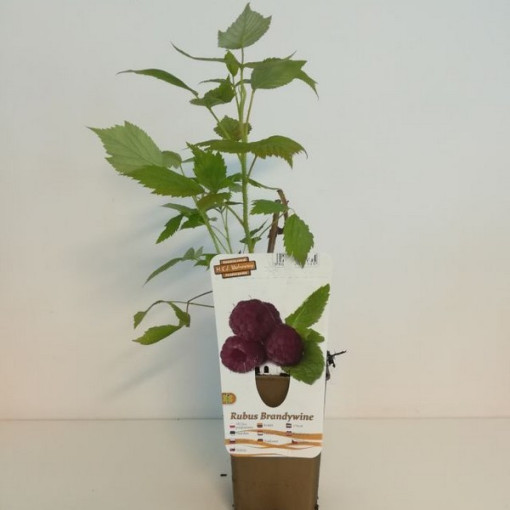 Purpurová malina Brandywine P9/C1