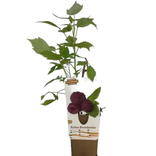 Purpurová malina Brandywine P9/C1