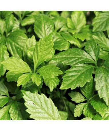 Bylina dlouhověkosti - Jiaogulan Gynostemma P9/C1