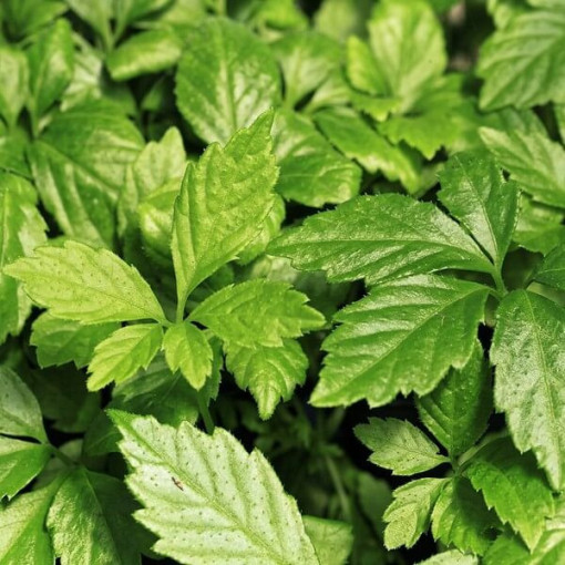 Bylina dlouhověkosti - Jiaogulan Gynostemma P9/C1